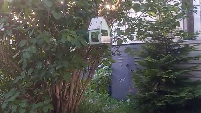 Воробьишки. природа.