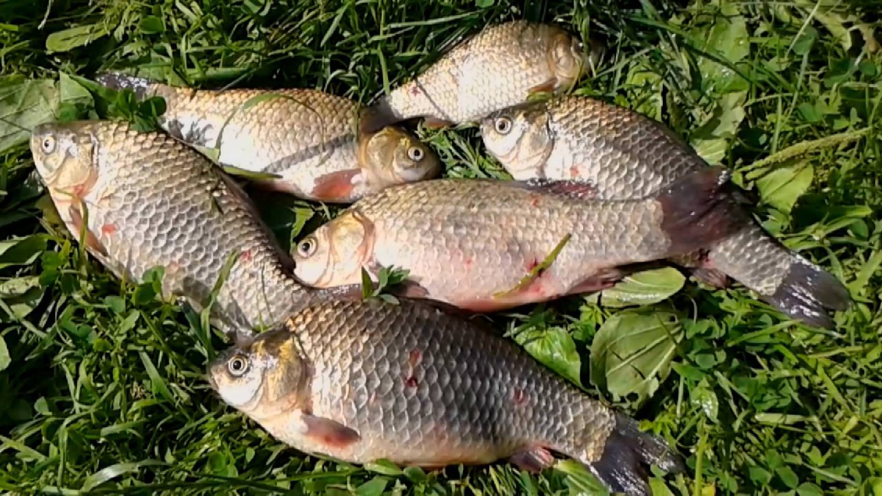 Рыбалка на карася на фидер.