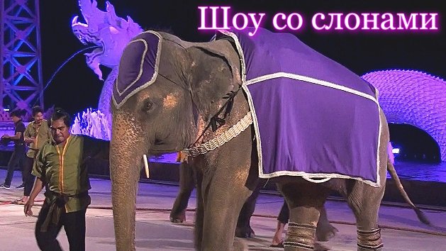 Таиланд. Пхукет. Шоу со слонами.