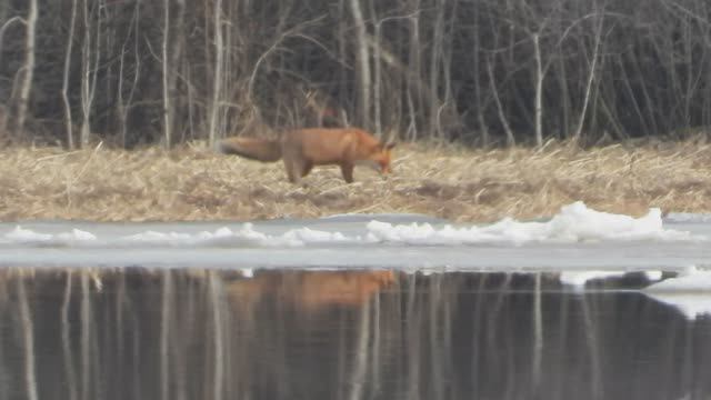 Лисица, пример видео снято на Никон Р1000, в Новгородской области, 24 марта 2024