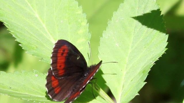 ЦВЕТЫ и БАБОЧКИ... (Фото Светланы НЕЧВАЛЬ (Глазова), музыка - Alireza LACHINI & Reza TAJBAKHSH (Иран