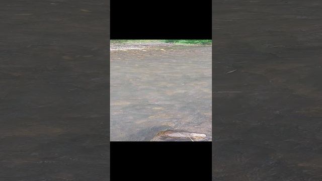 река Белокуриха 15.07.2024г.