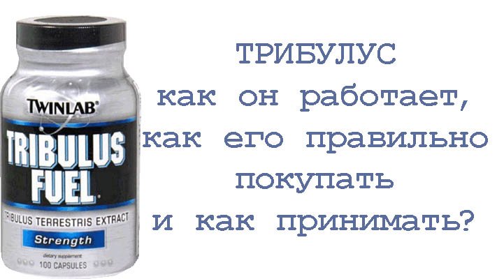 Трибулус: как он работает, как его правильно покупать и принимать