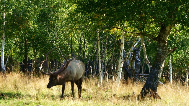 Из Сатки с любовью, Челябинская область