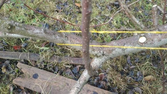 Причины появления восков и перевод из на плодоношение.