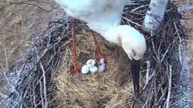 В семьях дальневосточных аистов прибавилось забот – вылупились малыши