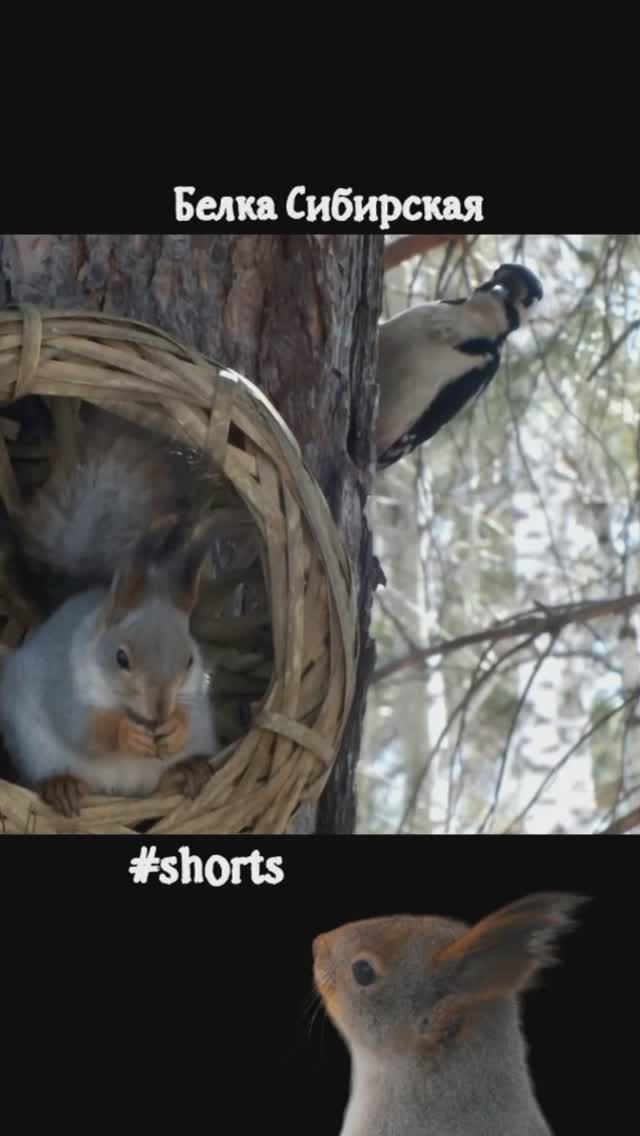 #shorts Белка и любопытный дятел у лукошка