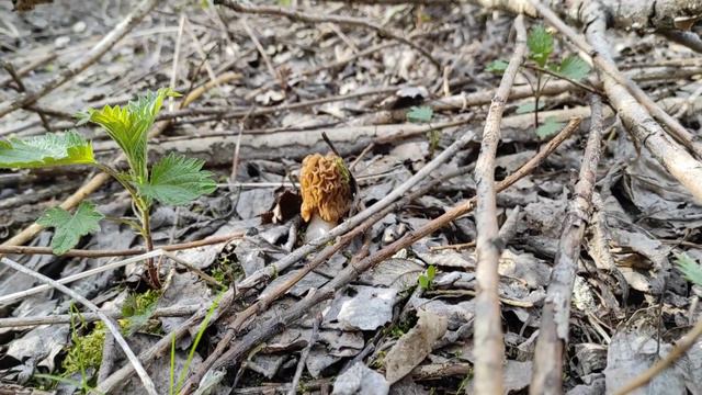 Сморчки 2023г.