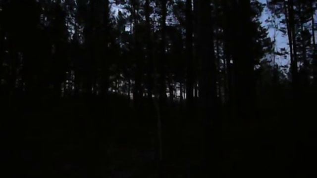 Утро в тайге. Просыпается лес