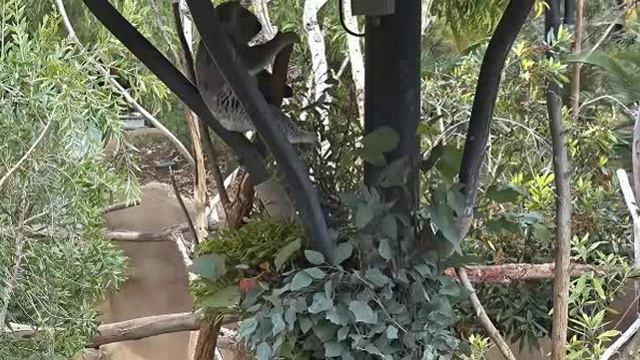 Коала в зоопарке.