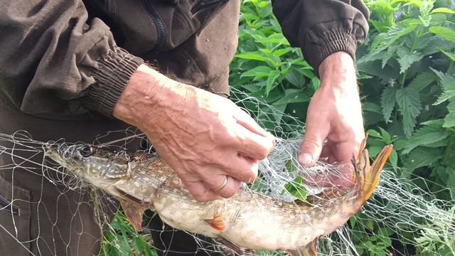 Хапуги, рыбалка летом с берега на микроречке.