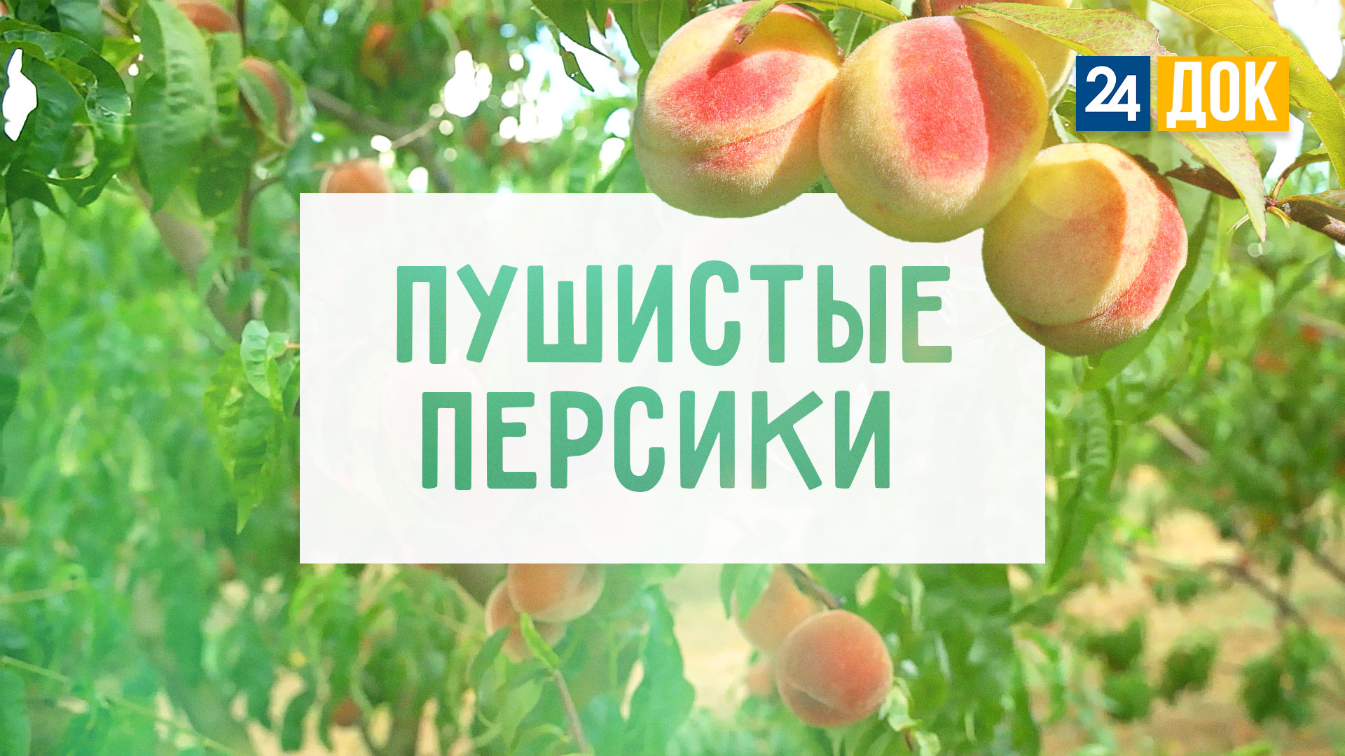 Добрые кони и мягкие персики. Агронорм