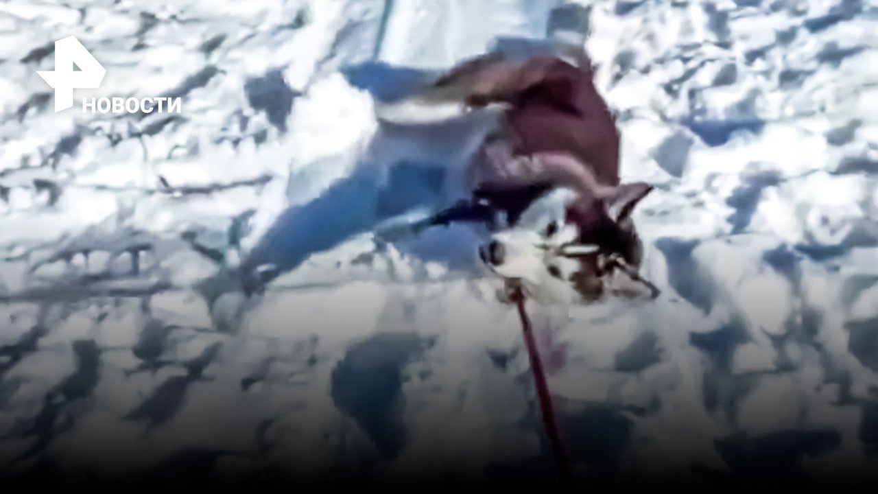 У пса закончилась батарейка / РЕН Новости