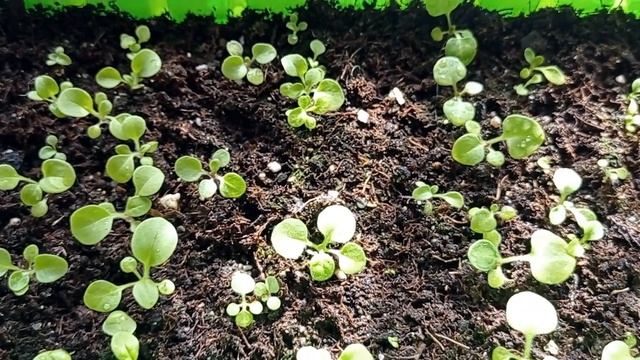 Петуния от П до Я РОЛИК 2 ОБЗОР всхожести по сортам.mp4