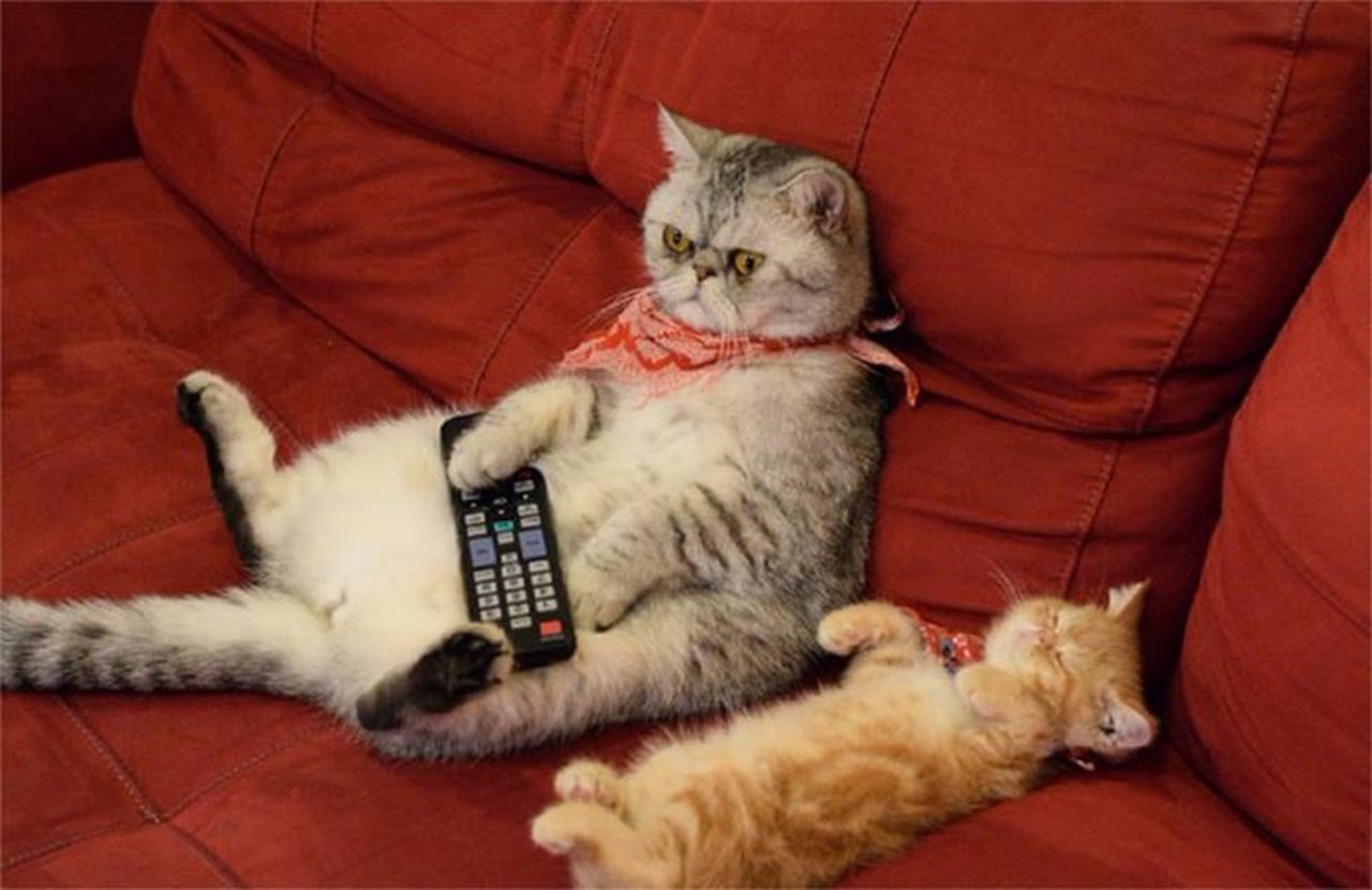 Приколы с котами! Смешные коты! Самые Смешные Животные!