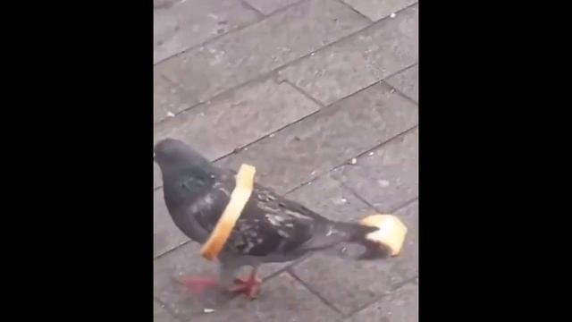 Забавные кубики. Подборка приколов. Vo22