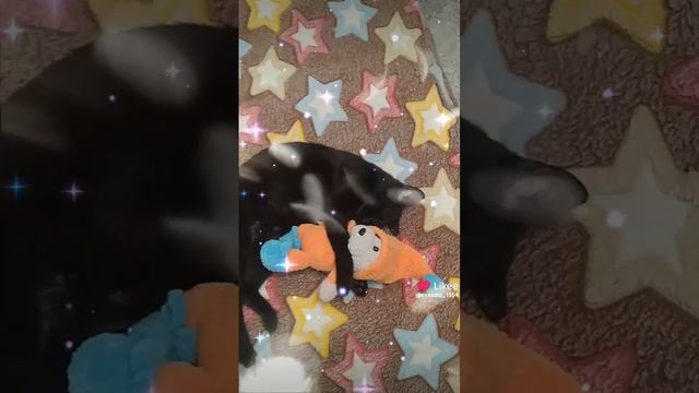 спокойной ночи