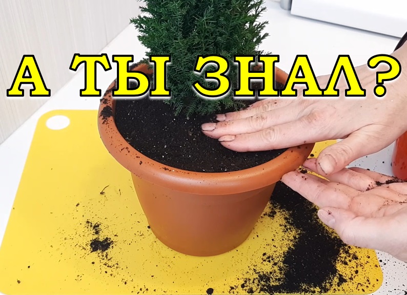 КИПАРИСОВИК ЭЛВУДИ - мое новогоднее приобретение???