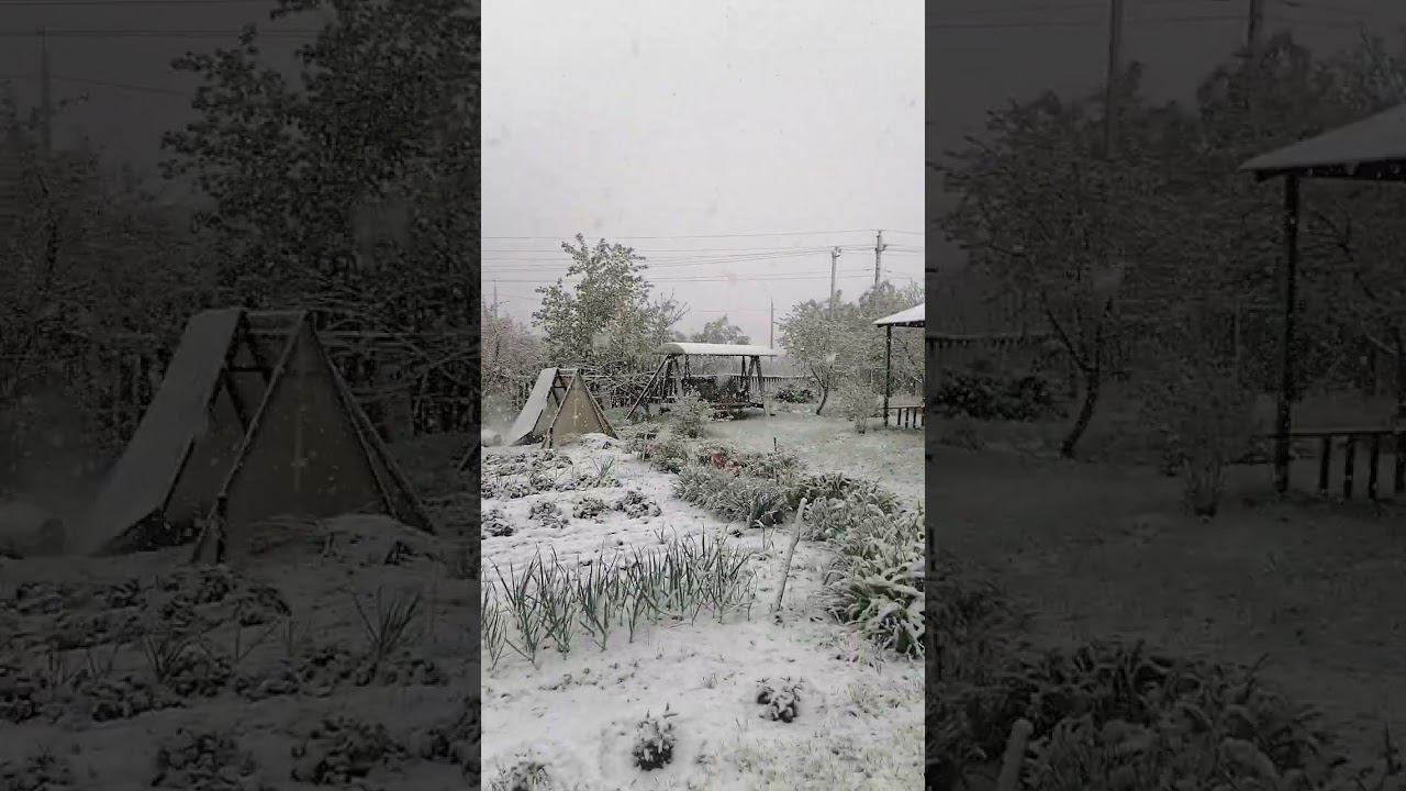 Майский снегопад.