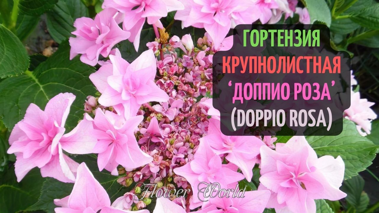 Гортензия крупнолистная Доппио Роза.?