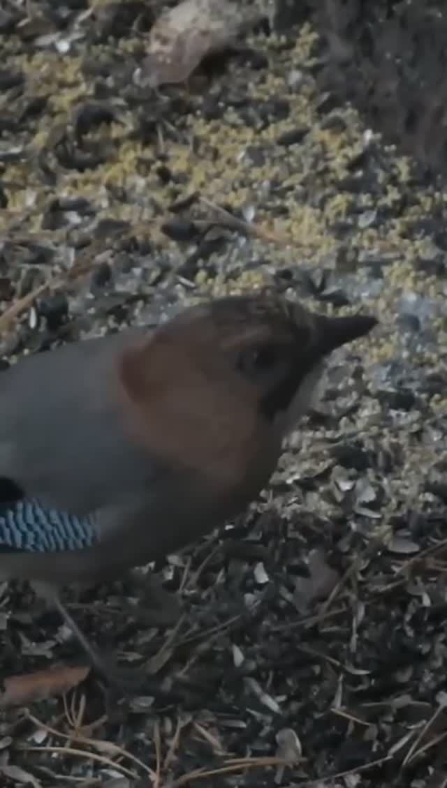 #shorts Сойка на земле