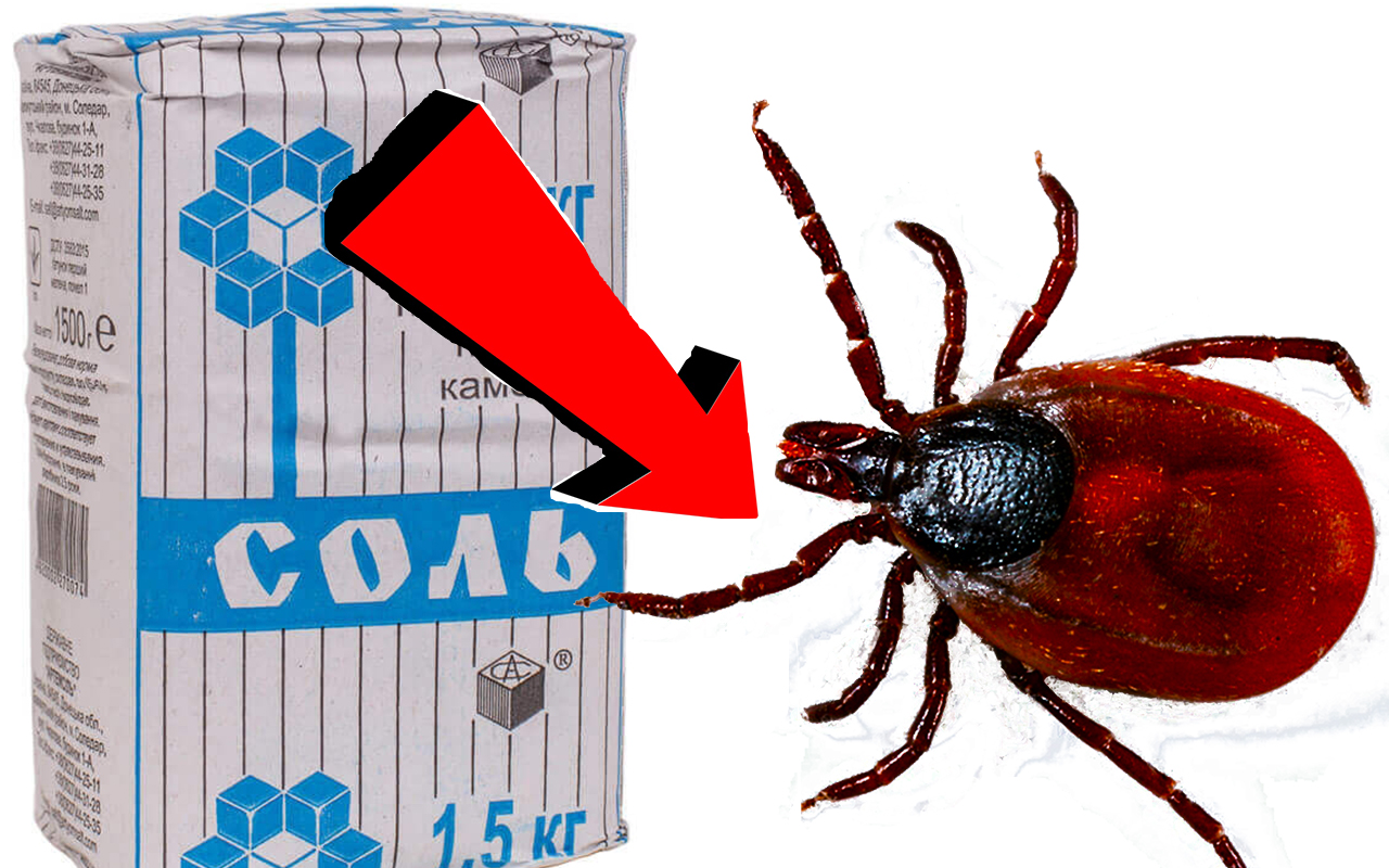 Как избавиться от клеща на участке навсегда за 3 Секунды!