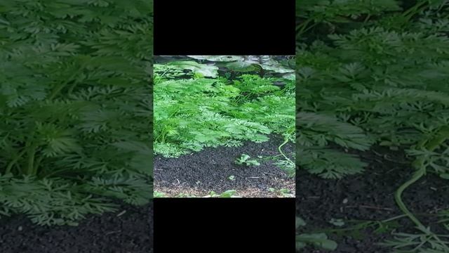 огород в саду