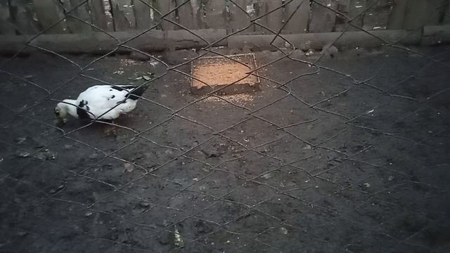 Когда нужно закармливать уток