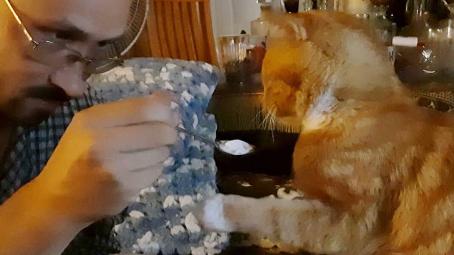 Коты и деревенское утро. VIII-2024.