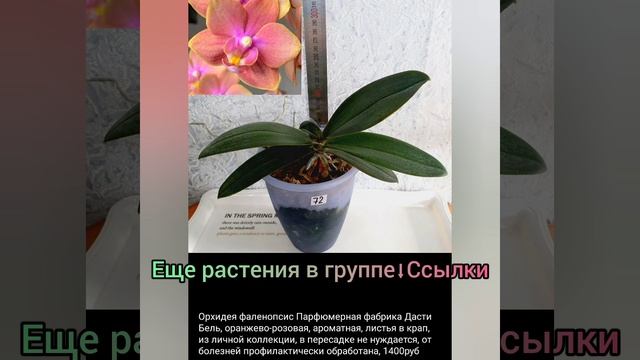 21.10.23 #Растения почтой?Орхидеи?Сансевиерии?Филодендроны и др #растения #цветы #купить #shorts