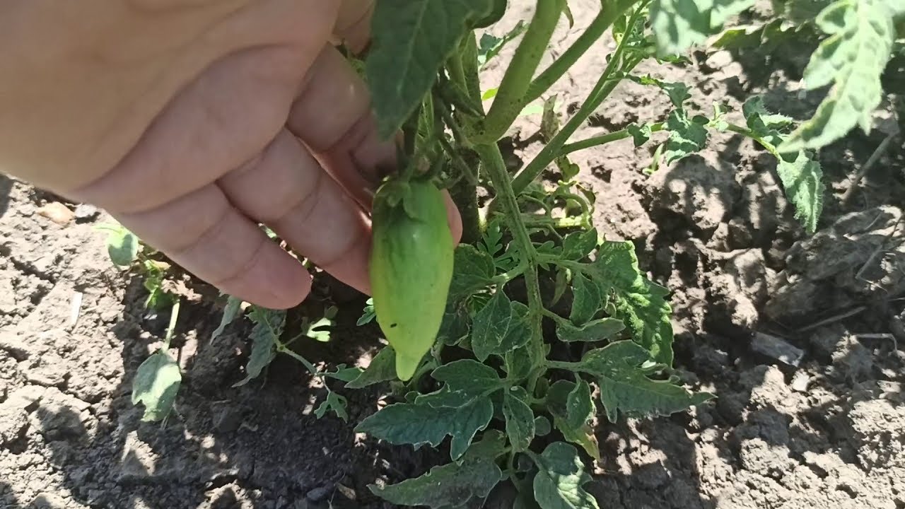 176. ТУШЕНАЯ КАРТОШКА С МЯСОМ / ЗАВЯЗАЛСЯ ПЕРВЫЙ