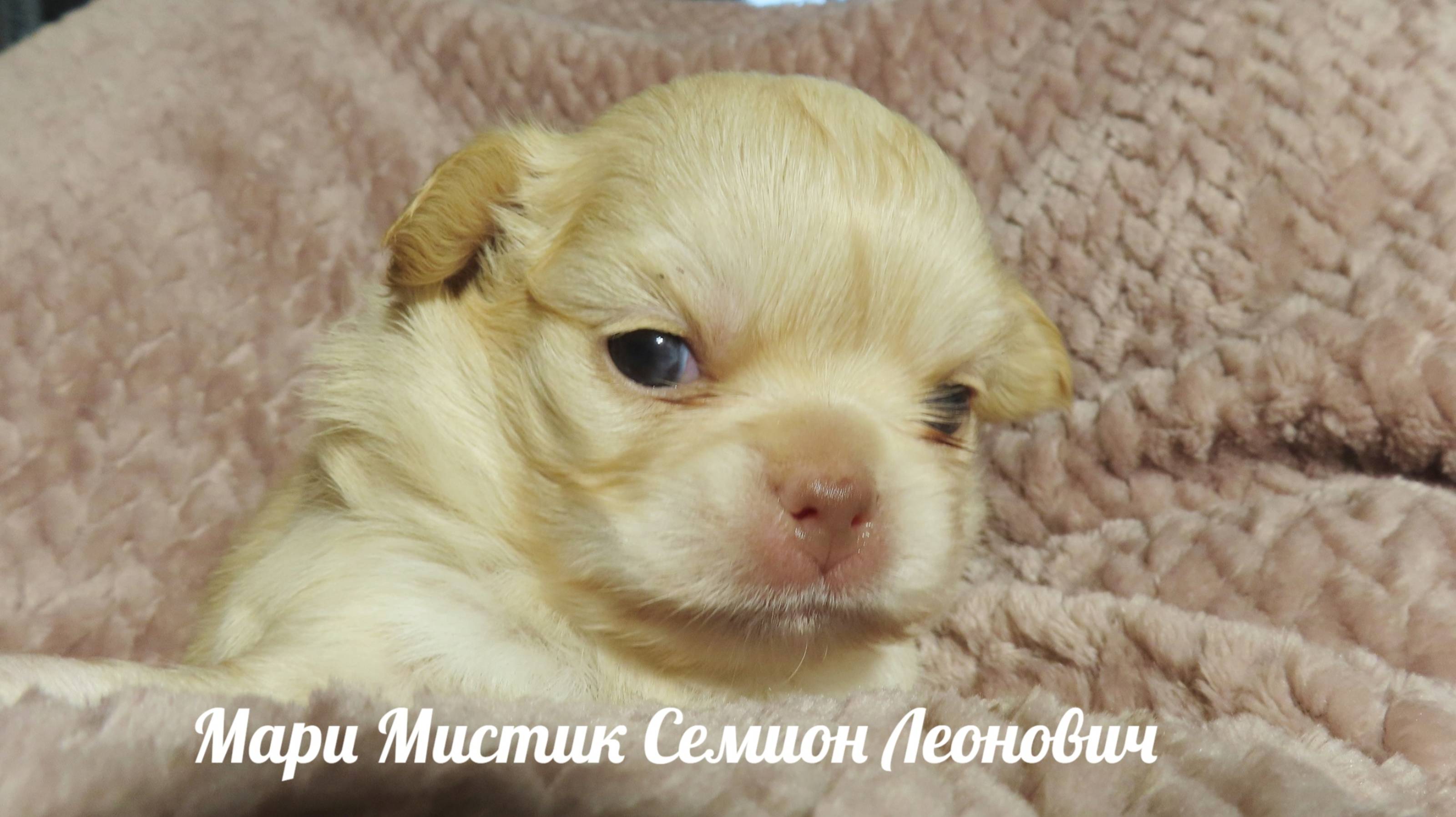 #отзывы_о_питомнике_собак_мари_мистик_чихуахуа из Европы и России #купить_щенка_чихуахуа 89215950848