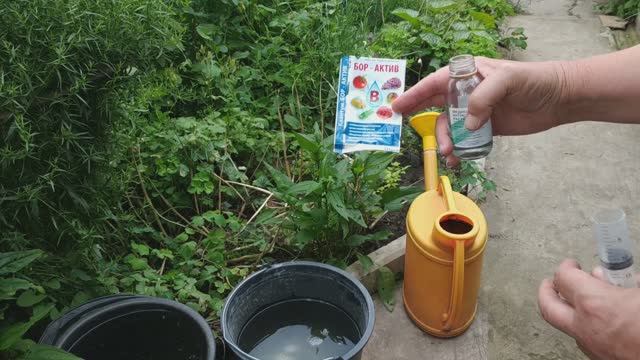 Важная подкормка помидор бором.