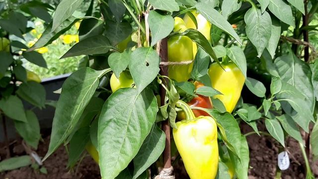 Таня север Таня юг. Перец и тыквы. Август.