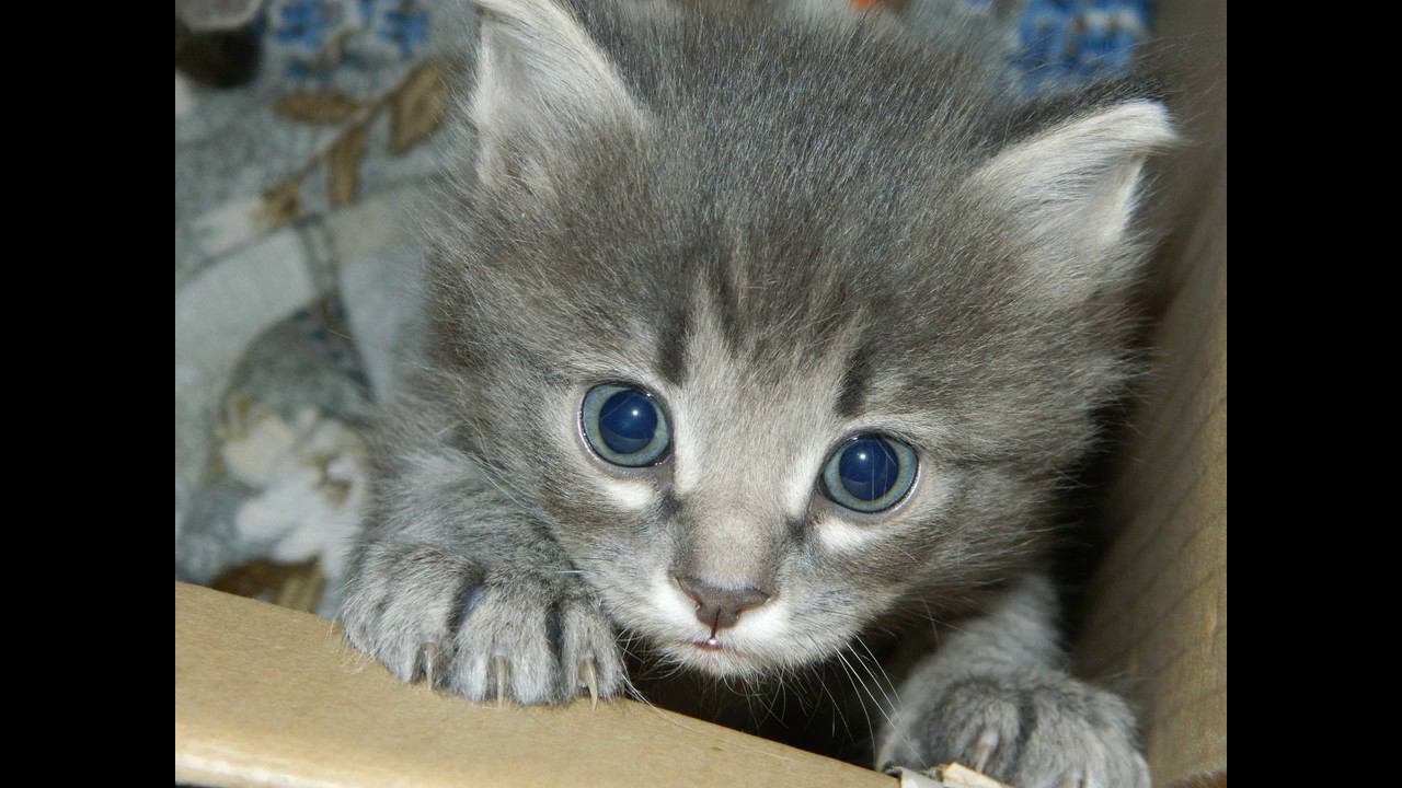 С #днемкошек !