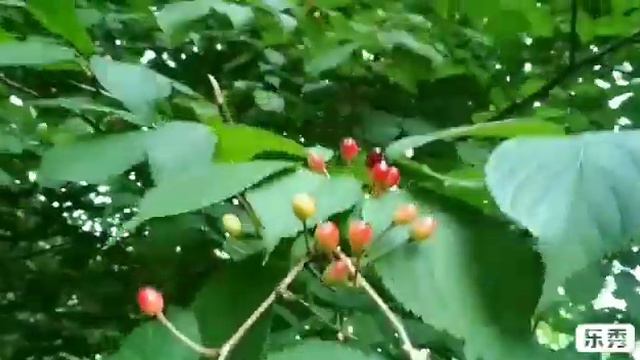 Плоды Сакуры.