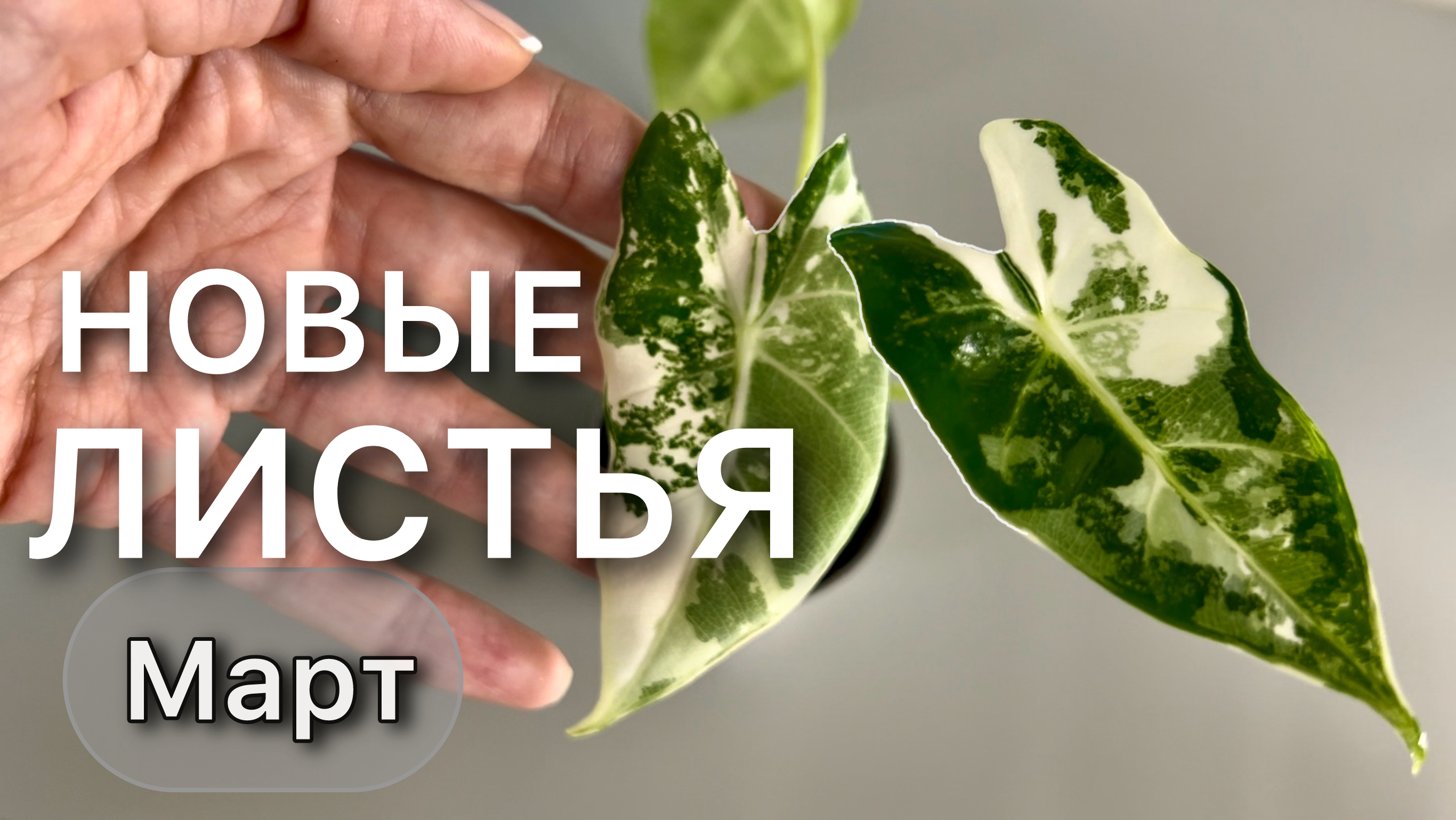 ОБЗОР комнатных растений. НОВИНКА Алоказия вариегатная Результат размножения Филодендрона. Аглаонема