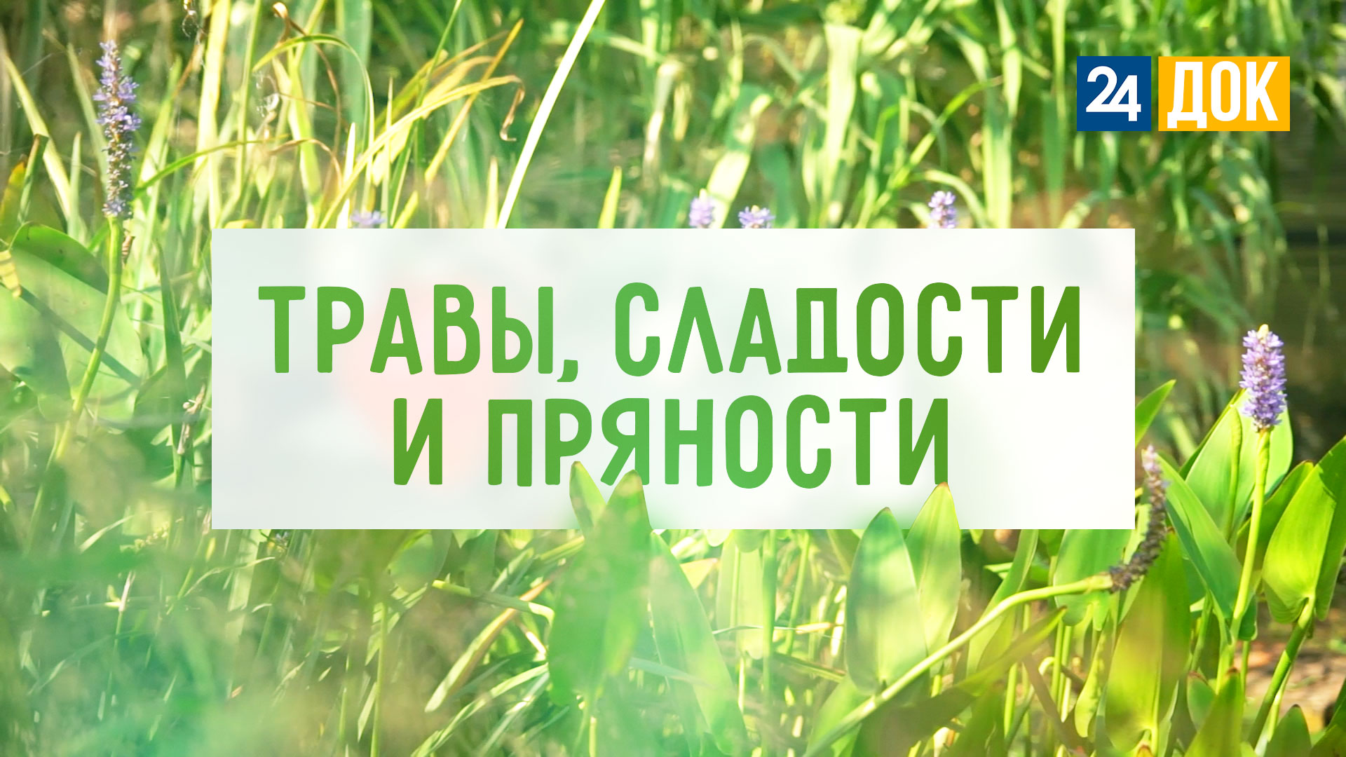 Необычный сад, сладкий урожай и специи. "АГРОНОРМ"