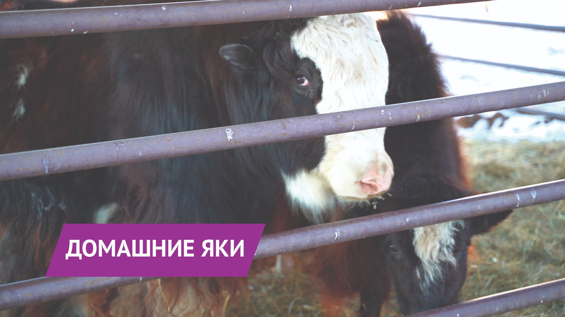 НОВОСТИ УДМУРТИИ | Домашние яки в зоопарке Удмуртии