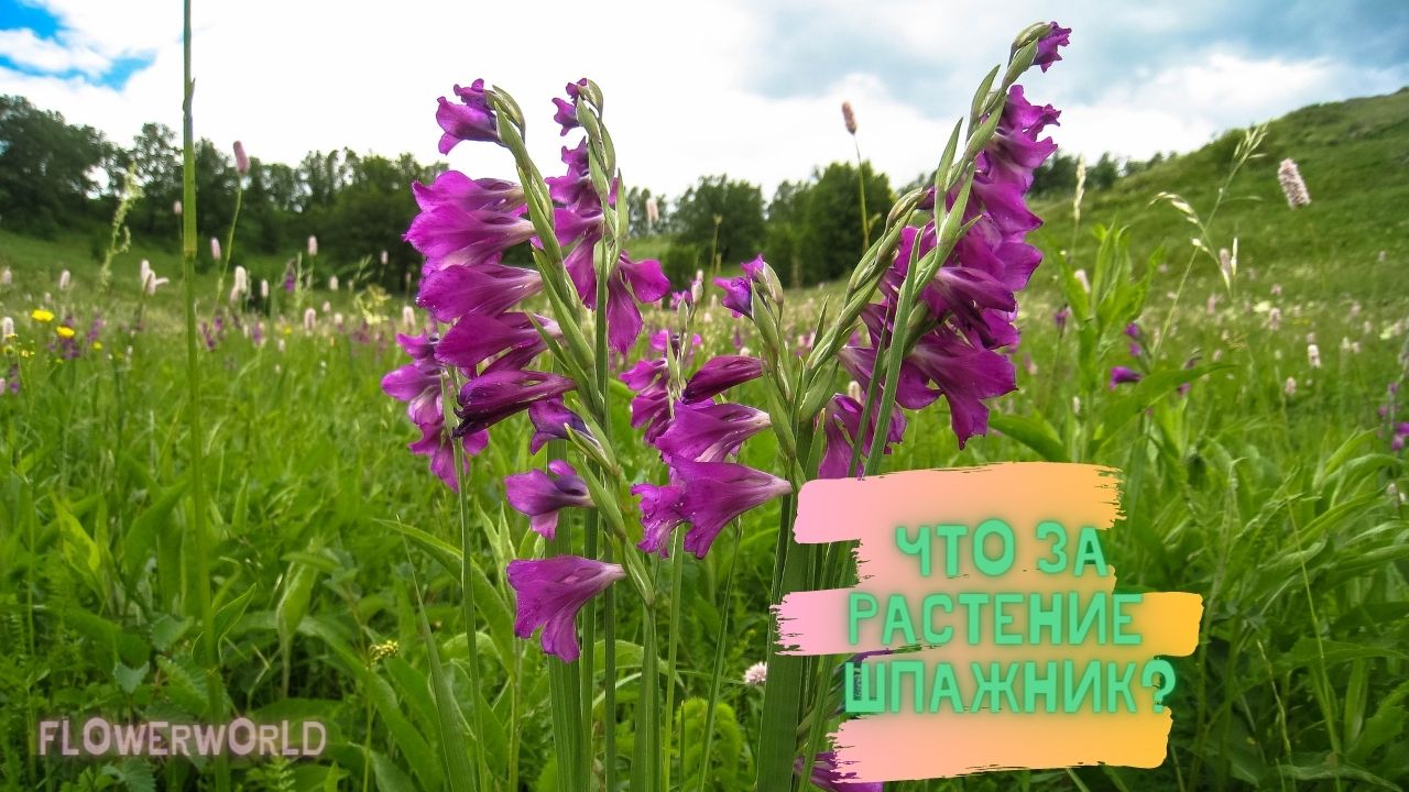 Что за растение шпажник?