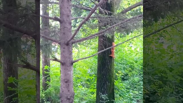 #БЕЛКА ❗️Удалось заснять двух играющих белочек?? #Липецк #природа #Парк Победы #животные #shorts