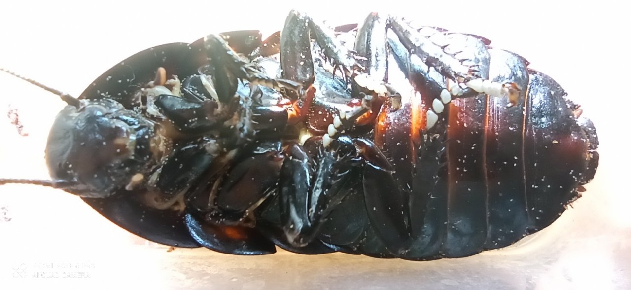 Клещи на тараканах! Что делать? Спасаем мадагаскарских тараканов от паразитов!