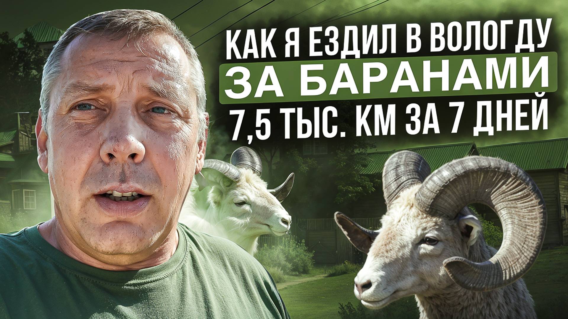 Как я ездил в ВОЛОГДУ за БАРАНАМИ🚗🗺️🐑Романовская порода овец🐑🐑🐑."Мое Подворье"