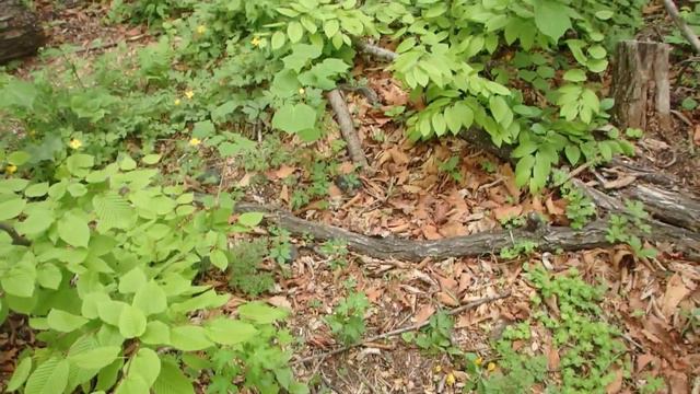Уссурийская тайга. Таежный клещ выходит на охоту