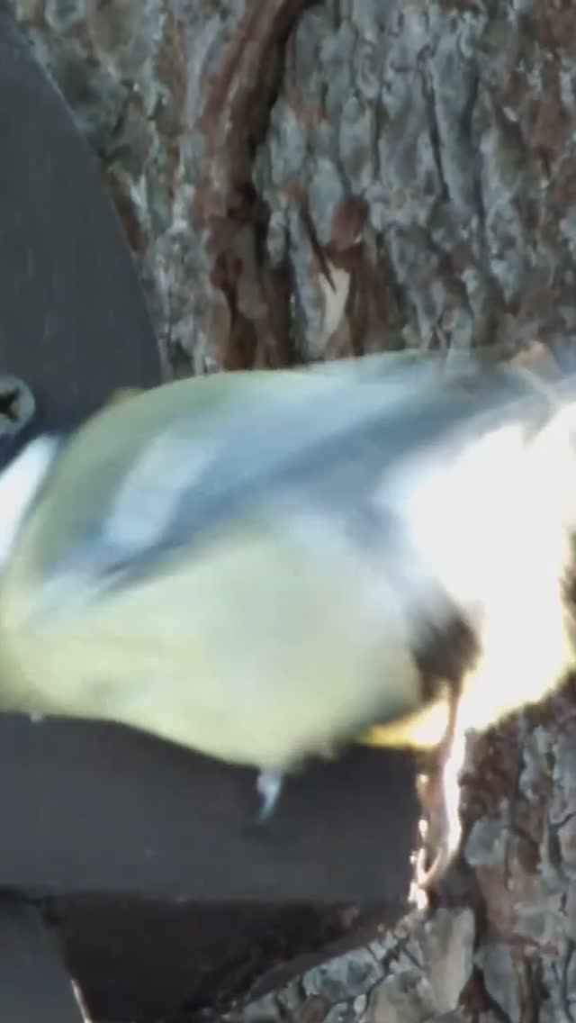 #shorts У синиц идет пар