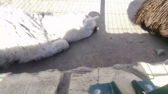 Куда СХОДИТЬ в Калуге_ Экопарк Биосфера. #Калуга #экопарк #биосфера #правыйберег #зоопарк #калужане