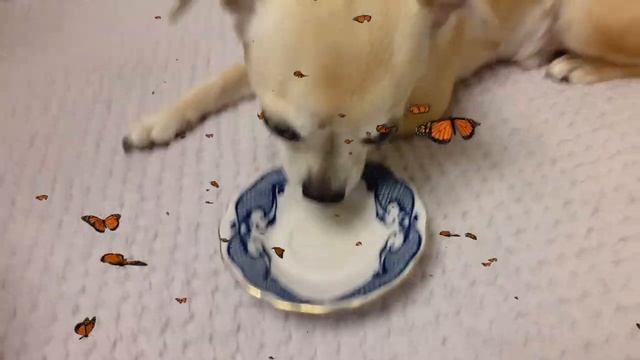 #Биокедр комплекс Микро и макро элементы, витамины, аминокислоты. Мне очень понравился, легкий вкус.