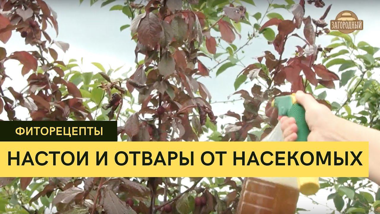 Настои и отвары от насекомых и вредителей \ Как использовать? \ Фиторецепты