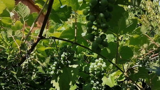 Алыча в плодах в нашем саду на даче