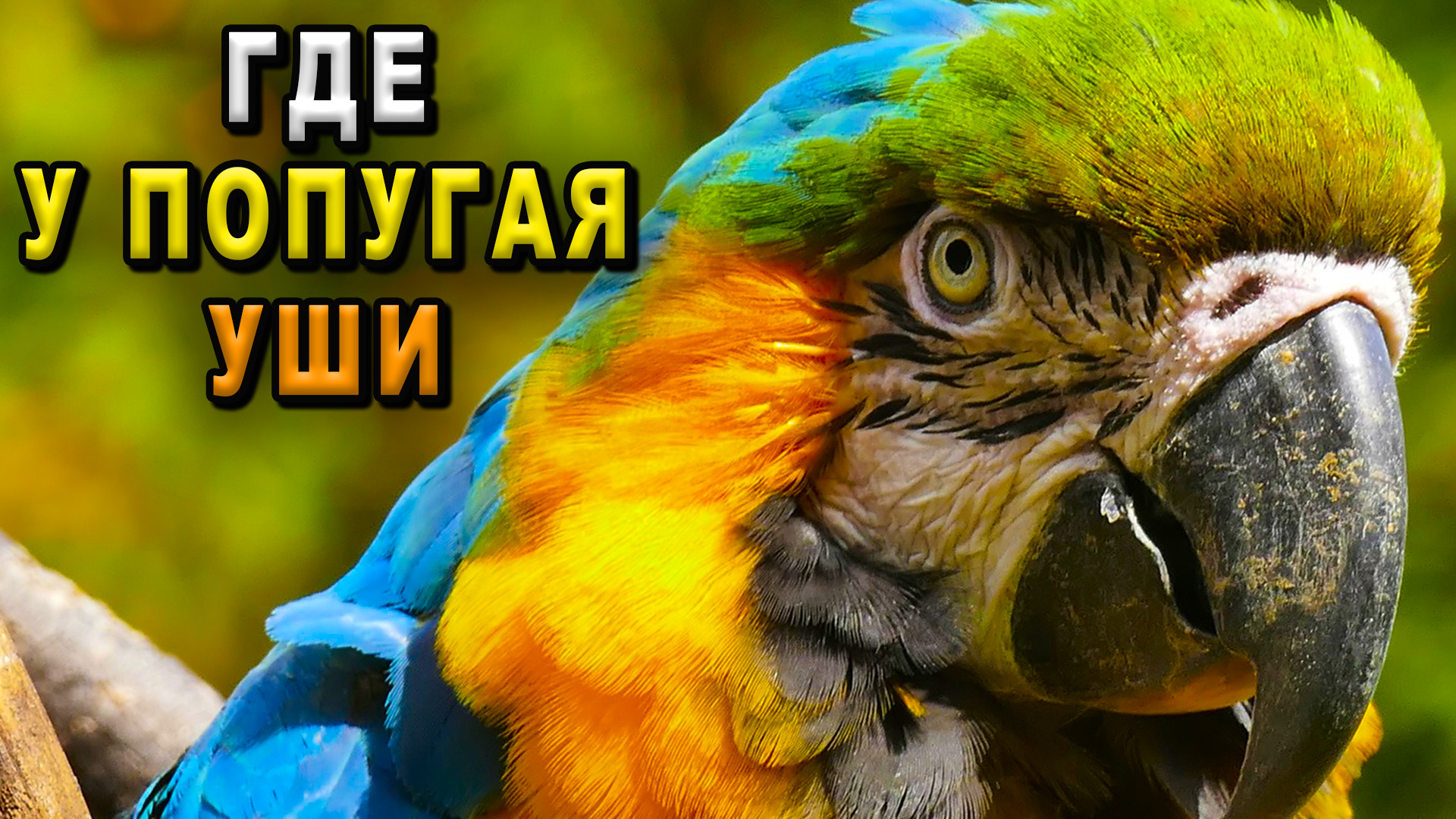 Где у попугая уши